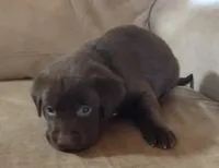 Reese's AKC, a male Labrador Retriever for sale in Wesley Chapel, FL – Photo 1 of 3