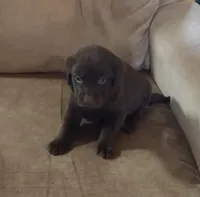 Reese's AKC, a male Labrador Retriever for sale in Wesley Chapel, FL – Photo 2 of 3