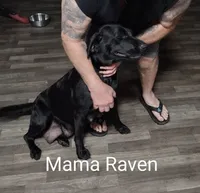 Rocket AKC, a male Labrador Retriever for sale in Wesley Chapel, FL – 3 of 3