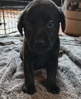 Raven AKC, a female Labrador Retriever for sale in Wesley Chapel, FL – 1 of 3