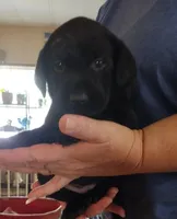 Pink collar, a female Labrador Retriever for sale in Wesley Chapel, FL – 3 of 3