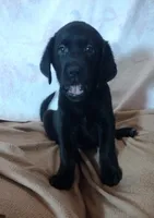 Thor AKC, a male Labrador Retriever for sale in Wesley Chapel, FL – 6 of 8