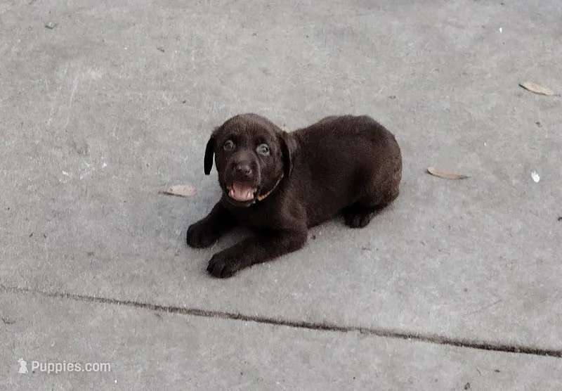 Crunch AKC – Labrador Retriever puppy for sale in Wesley Chapel, FL