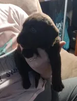 Crunch AKC, a female Labrador Retriever for sale in Wesley Chapel, FL – Photo 3 of 5