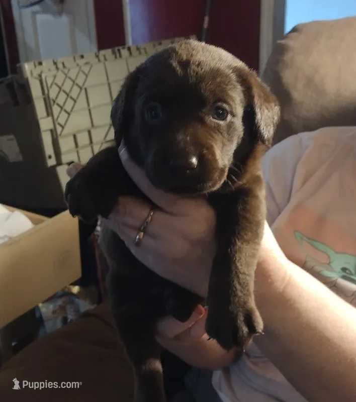 Crunch AKC, a female Labrador Retriever for sale in Wesley Chapel, FL – Photo 1 of 5