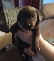 Crunch AKC, a female Labrador Retriever for sale in Wesley Chapel, FL – Photo 1 of 5