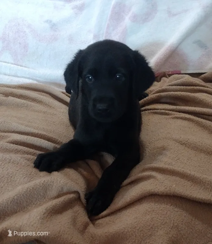 Shadow AKC – Labrador Retriever puppy for sale in Wesley Chapel, FL
