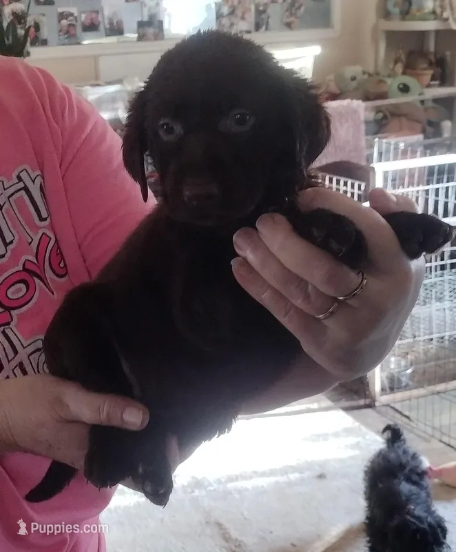 Mounds AKC – Labrador Retriever puppy for sale in Wesley Chapel, FL