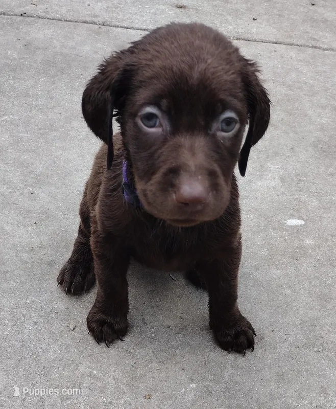 Mounds AKC – Labrador Retriever puppy for sale in Wesley Chapel, FL