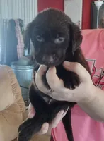 Mounds AKC, a female Labrador Retriever for sale in Wesley Chapel, FL – Photo 2 of 4