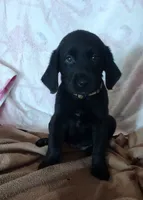 Midnight AKC, a female Labrador Retriever for sale in Wesley Chapel, FL – 4 of 8