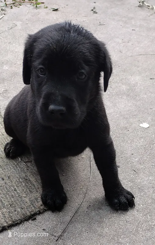 Green collar – Labrador Retriever puppy for sale in Wesley Chapel, FL