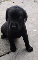 Green collar, a male Labrador Retriever for sale in Wesley Chapel, FL – 1 of 2