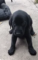 Brutus AKC, a male Labrador Retriever for sale in Wesley Chapel, FL – 4 of 6