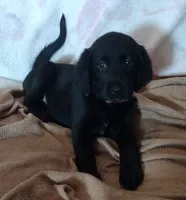 Midnight AKC, a female Labrador Retriever for sale in Wesley Chapel, FL – 1 of 8