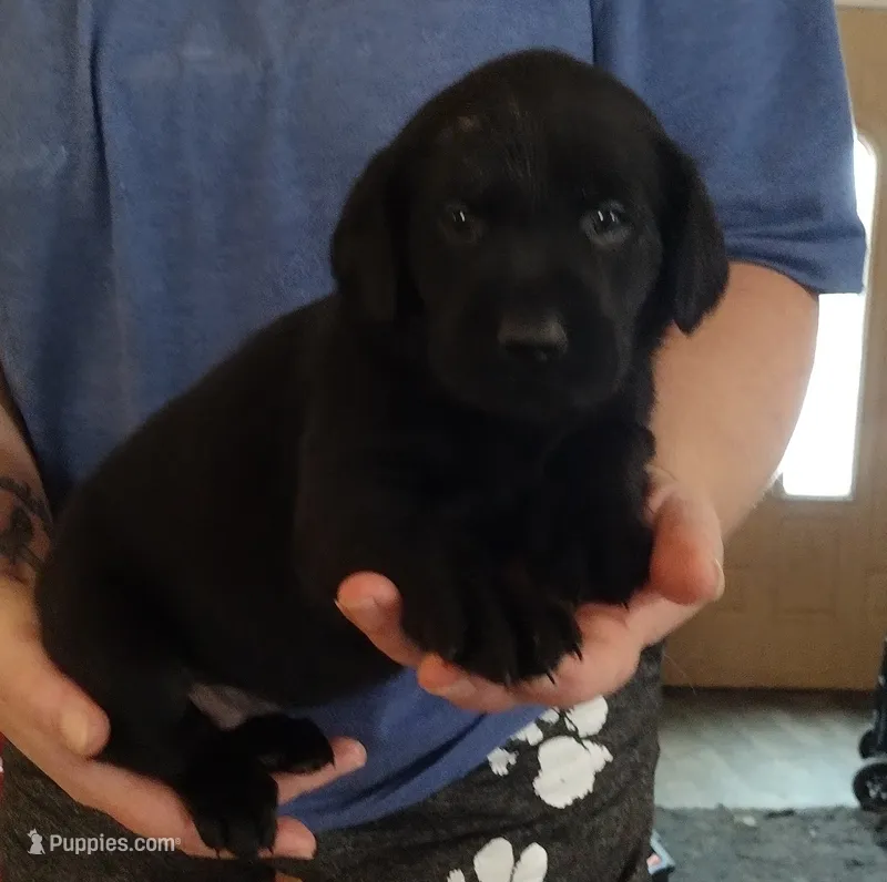 Pink collar – Labrador Retriever puppy for sale in Wesley Chapel, FL