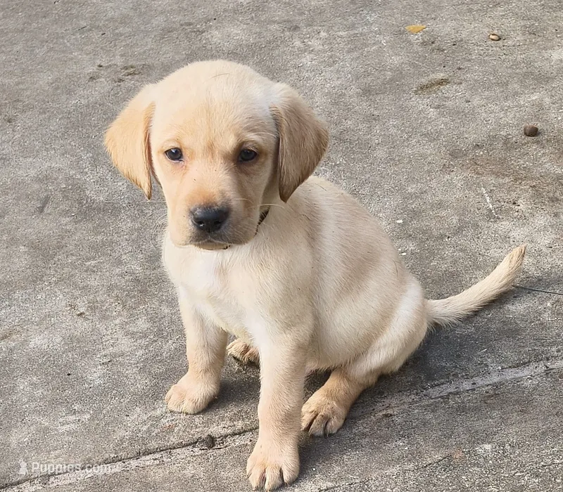 Buck AKC – Labrador Retriever puppy for sale in Wesley Chapel, FL