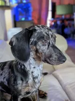 Arturo , a male Dachshund and Miniature Dachshund for sale in Deltona, FL – 3 of 3
