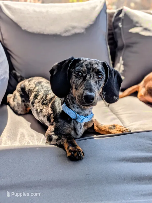 Arturo  – Dachshund, Miniature Dachshund puppy for sale in Deltona, FL
