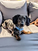 Arturo , a male Dachshund and Miniature Dachshund for sale in Deltona, FL – 1 of 3