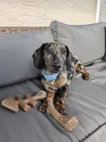 Arturo , a male Dachshund and Miniature Dachshund for sale in Deltona, FL – 2 of 3