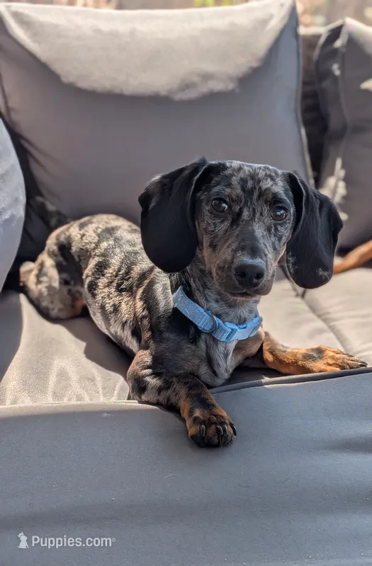 Arturo  – Dachshund, Miniature Dachshund puppy for sale in Deltona, FL