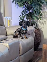 Arturo , a male Dachshund and Miniature Dachshund for sale in Deltona, FL – 2 of 3