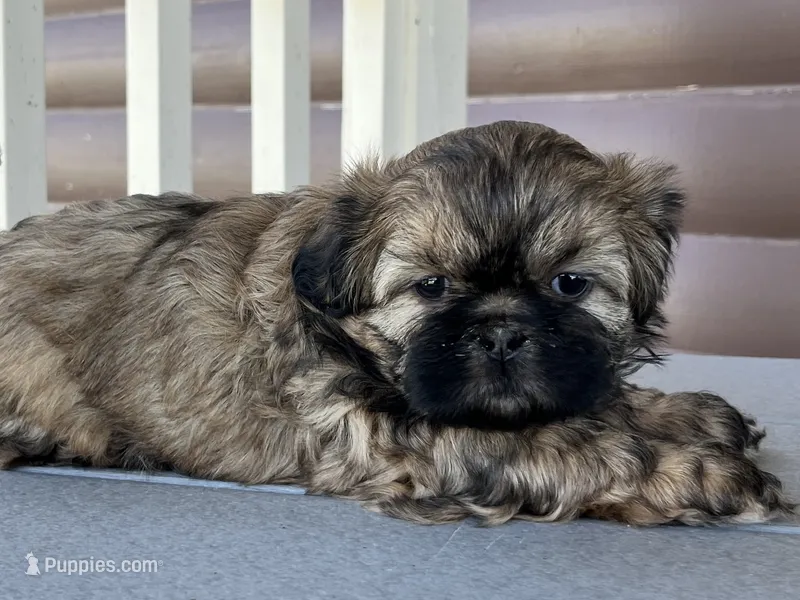 Kallie – Shih Tzu puppy for sale in Carpenter, WY