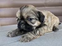 Katie, a female Shih Tzu for sale in Carpenter, WY – 4 of 4