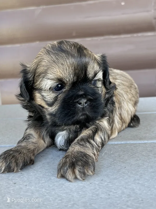 Kallie – Shih Tzu puppy for sale in Carpenter, WY