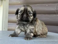 Koby, a male Shih Tzu for sale in Carpenter, WY – 1 of 2
