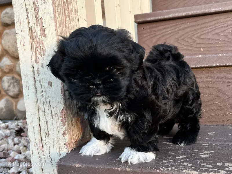 Jingles – Shih Tzu puppy for sale in Carpenter, WY