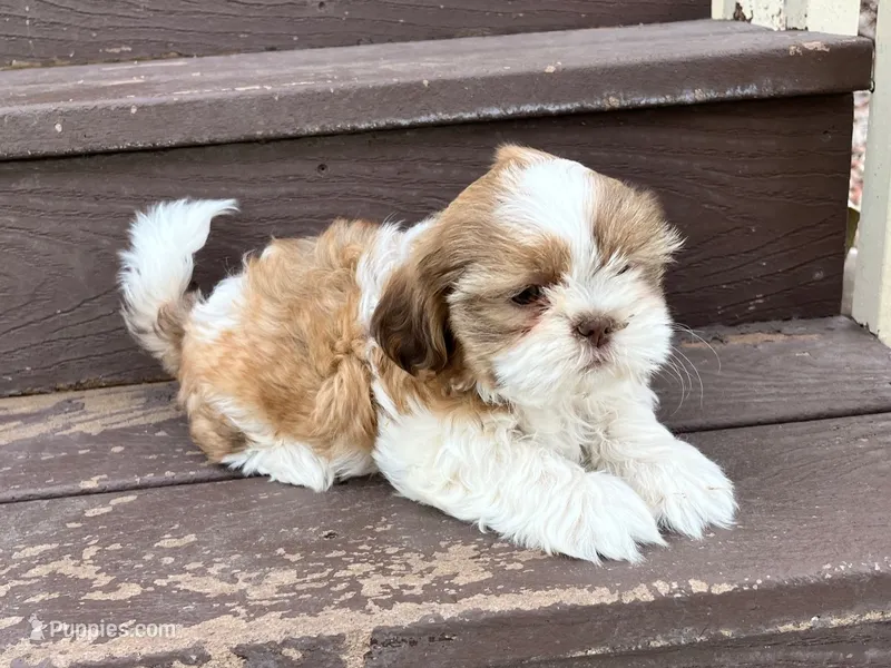 Josie – Shih Tzu puppy for sale in Carpenter, WY