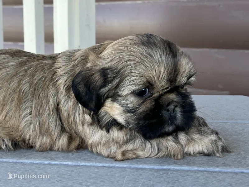 Katie – Shih Tzu puppy for sale in Carpenter, WY
