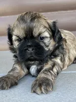 Kallie, a female Shih Tzu for sale in Carpenter, WY – 2 of 3