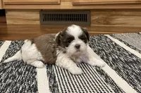 Ivy, a female Shih Tzu for sale in Carpenter, WY – Photo 2 of 4