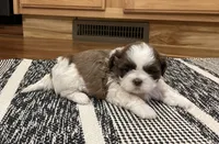 Ivy, a female Shih Tzu for sale in Carpenter, WY – Photo 3 of 4