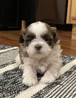 Ivy, a female Shih Tzu for sale in Carpenter, WY – Photo 1 of 4