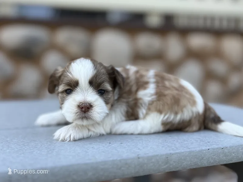 Josie – Shih Tzu puppy for sale in Carpenter, WY