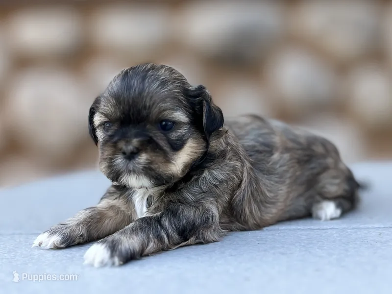 Jo-Jo – Shih Tzu puppy for sale in Carpenter, WY