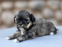 Jo-Jo, a female Shih Tzu for sale in Carpenter, WY – 1 of 2