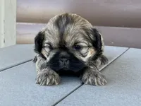 Katie, a female Shih Tzu for sale in Carpenter, WY – 3 of 4
