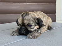 Katie, a female Shih Tzu for sale in Carpenter, WY – 2 of 4