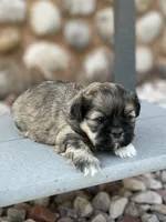 Jett, a male Shih Tzu for sale in Carpenter, WY – 2 of 2