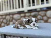 Josie, a female Shih Tzu for sale in Carpenter, WY – 2 of 2