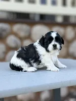 Jimmy, a male Shih Tzu for sale in Carpenter, WY – 2 of 2