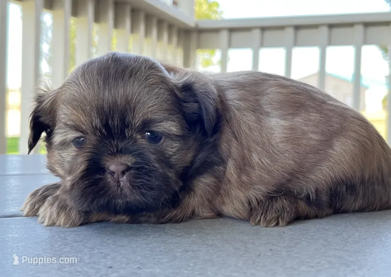 Koda – Shih Tzu puppy for sale in Carpenter, WY