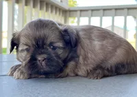 Koda, a male Shih Tzu for sale in Carpenter, WY – 1 of 1