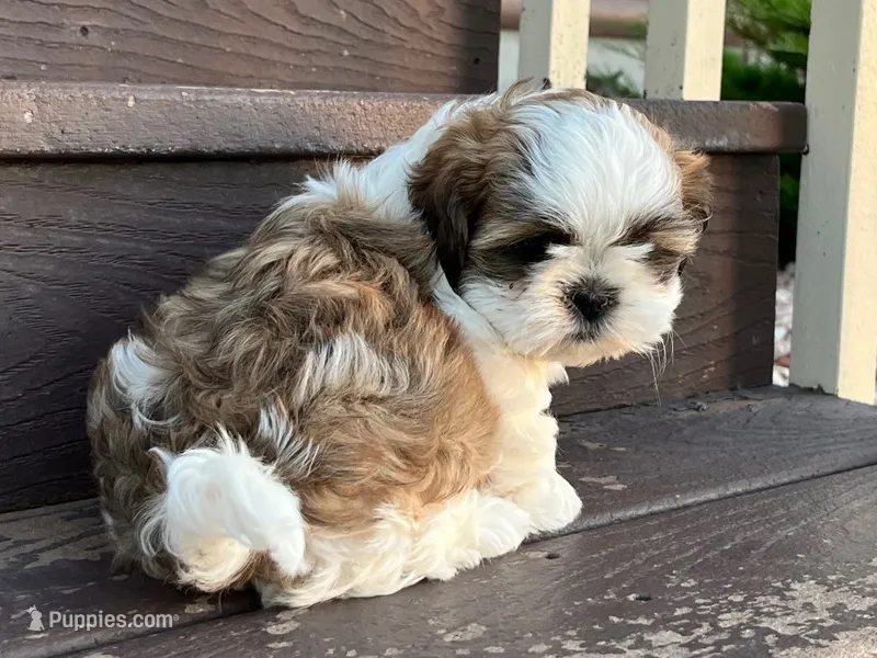 Jessie – Shih Tzu puppy for sale in Carpenter, WY