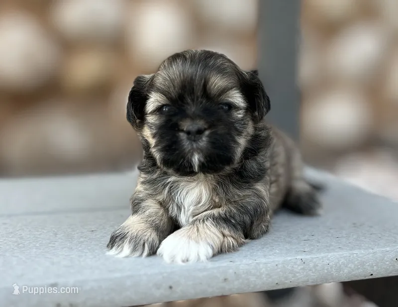Jett – Shih Tzu puppy for sale in Carpenter, WY